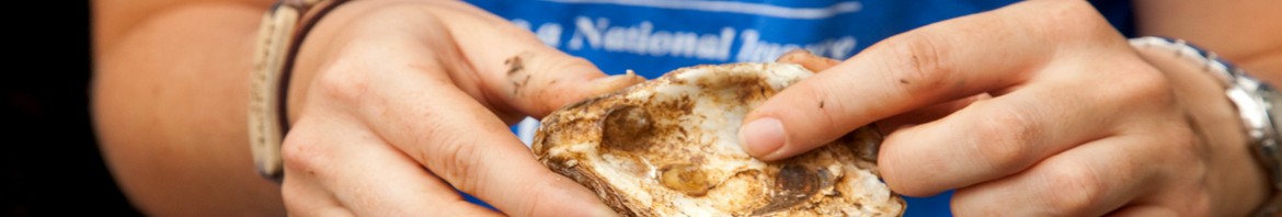 Seeding Oysters (and hope) into the Baltimore Inner Harbor.